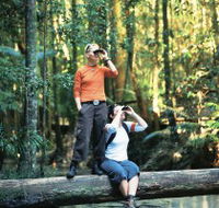 Birdwatching on the Fraser Coast - Accommodation Nelson Bay