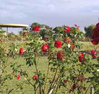 Elizabeth Park Rose Gardens - Accommodation Nelson Bay