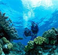 Coral Gardens Dive Site - Accommodation Nelson Bay