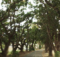 Mango Avenue