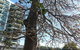The Leichhardt Tree - thumb 0