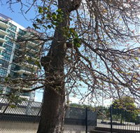 The Leichhardt Tree - Accommodation Nelson Bay