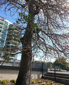 The Leichhardt Tree - Accommodation Nelson Bay 0