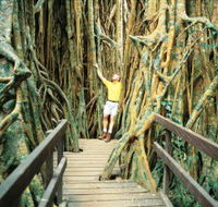 Curtain Fig Tree - Accommodation Nelson Bay