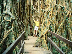 Curtain Fig Tree - Accommodation Nelson Bay 0