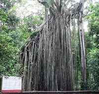 Curtain Fig National Park - Accommodation Nelson Bay