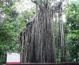 Curtain Fig National Park - Accommodation Nelson Bay 0
