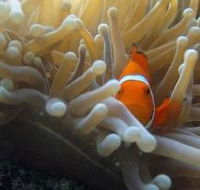 Flat Rock Dive Site - Accommodation Nelson Bay