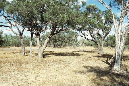 Forest Den National Park - Accommodation Nelson Bay 0