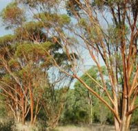 Myall Park Botanic Garden - Accommodation Nelson Bay