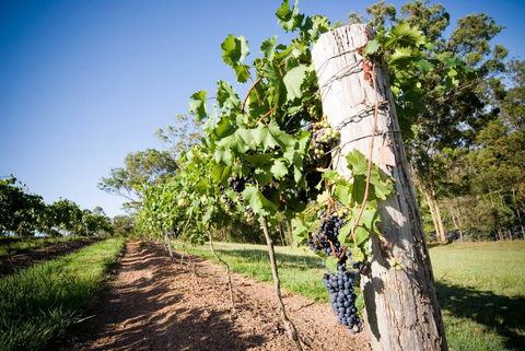 Sirromet Winery - Accommodation Nelson Bay 3