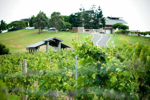 Sirromet Winery - Accommodation Nelson Bay 10