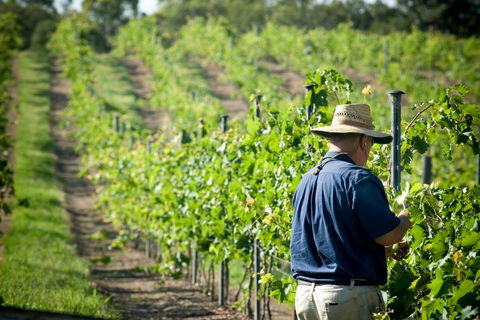 Sirromet Winery - Accommodation Nelson Bay 11