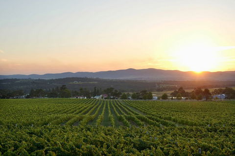 Sirromet Winery - Accommodation Nelson Bay 13