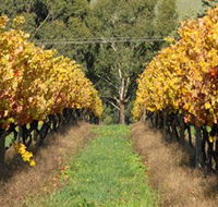 Wild Dog Winery  Restaurant - Accommodation Nelson Bay