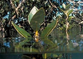 Jawbone Marine Sanctuary - Accommodation Nelson Bay 0