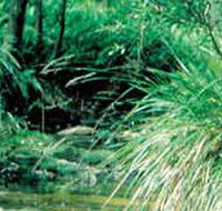 Lerderderg State Park - Accommodation Nelson Bay