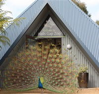 Halls Gap Zoo - Accommodation Nelson Bay