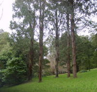 Mount Dandenong Arboretum - Accommodation Nelson Bay