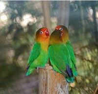 Ballarat Bird World - Accommodation Nelson Bay