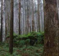 Kinglake National Park - Accommodation Nelson Bay