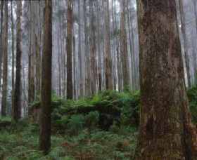 Kinglake National Park - Accommodation Nelson Bay 0
