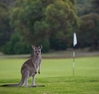 Anglesea Golf Club - Accommodation Nelson Bay