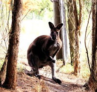 Great Ocean Road Wildlife Park - Accommodation Nelson Bay