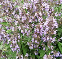 Otway Herbs - Accommodation Nelson Bay