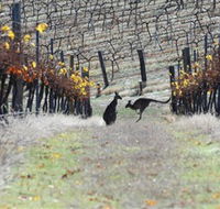 Blue Pyrenees Estate - Accommodation Nelson Bay