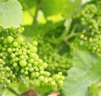 Waratah Hills Vineyard - Accommodation Nelson Bay