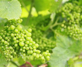Waratah Hills Vineyard - Accommodation Nelson Bay 0