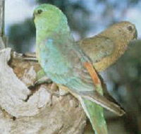 Lake Albacutya Regional Park - Accommodation Nelson Bay