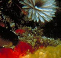 Point Cooke Marine Sanctuary - Accommodation Nelson Bay