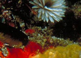 Point Cooke Marine Sanctuary - Accommodation Nelson Bay 0