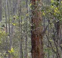 Heathcote-Graytown National Park - Accommodation Nelson Bay