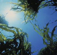 Marengo Reefs Marine Sanctuary - Accommodation Nelson Bay