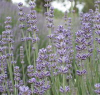 Warratina Lavender Farm - Accommodation Nelson Bay