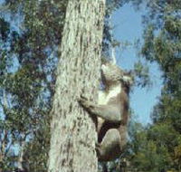 Creswick Regional Park - Accommodation Nelson Bay