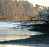 Barmah National Park - Accommodation Nelson Bay