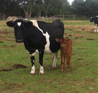 Animal Land Children's Farm - Accommodation Nelson Bay