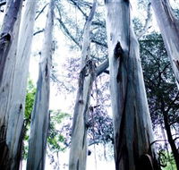 Dandenong Ranges National Park - Accommodation Nelson Bay