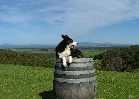 Windy Ridge Vineyard And Winery - Accommodation Nelson Bay 0