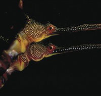 Eagle Rock Marine Sanctuary - Accommodation Nelson Bay