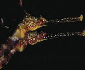 Eagle Rock Marine Sanctuary - Accommodation Nelson Bay 0