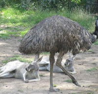 Bundoora Park - Accommodation Nelson Bay