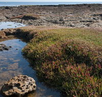 Ricketts Point Marine Sanctuary - Accommodation Nelson Bay