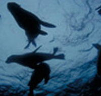 The Arches Marine Sanctuary - Accommodation Nelson Bay