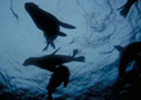 The Arches Marine Sanctuary - Accommodation Nelson Bay 0