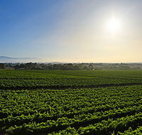 GREENSTONE VINEYARDS
